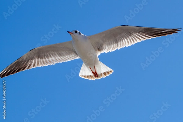 Fototapeta Seagull flying in the blue sky