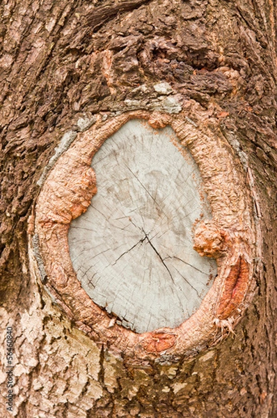 Fototapeta Pattern of wood.