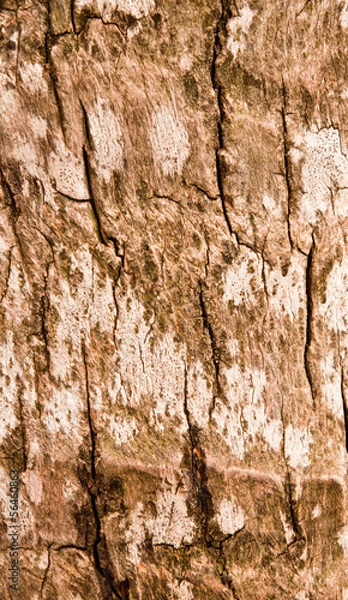 Fototapeta Pattern of wood.