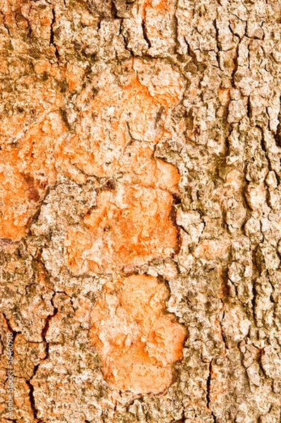 Fototapeta Pattern of wood.