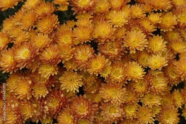 Fototapeta flowers background