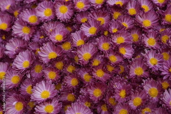 Fototapeta flowers background