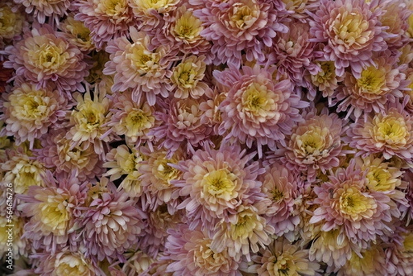 Fototapeta background