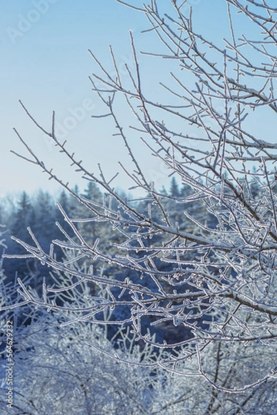 Obraz snow covered trees