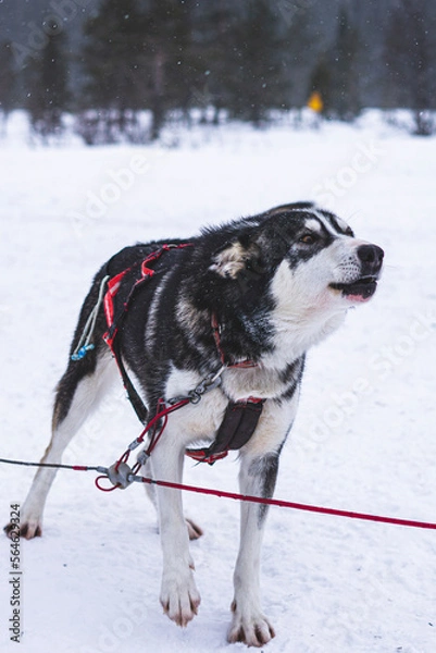 Obraz husky dog in snow