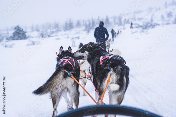 Obraz dog running in the snow