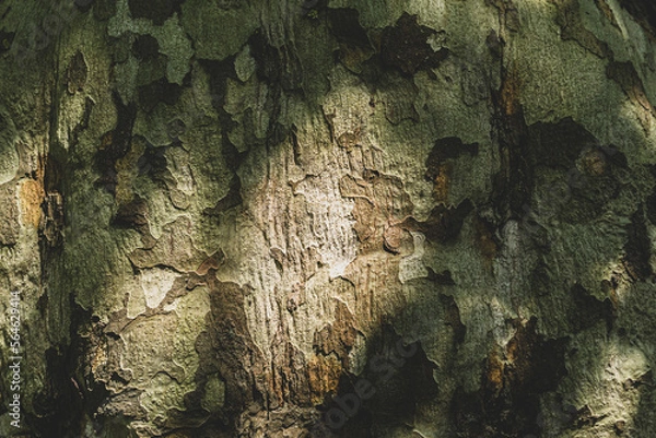 Obraz bark of a tree, texture 
