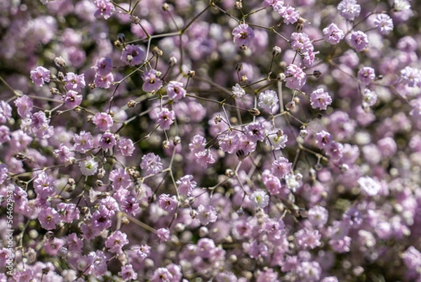 Obraz flowers in the garden
