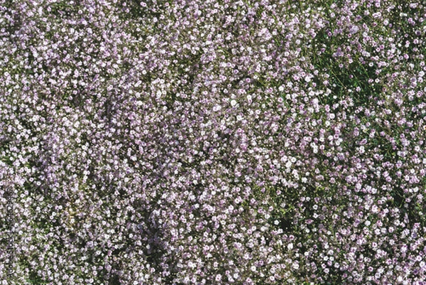 Obraz purple and green texture background 