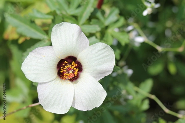 Obraz ギンセンカ