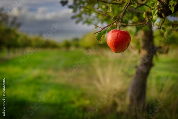 Fototapeta Roter Apfel