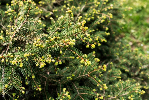 Fototapeta plant green background with branches of a coniferous tree with young spring bunches of needles close-up Spruce, larch or cedar copy space Botanical garden and landscape