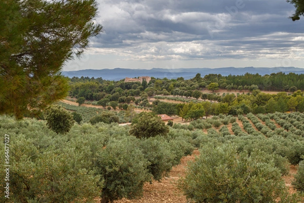 Obraz Champs d'oliviers à perte de vue en Provence, France