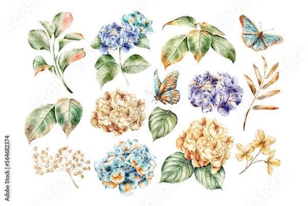 Fototapeta Watercolor flowers collection on white background