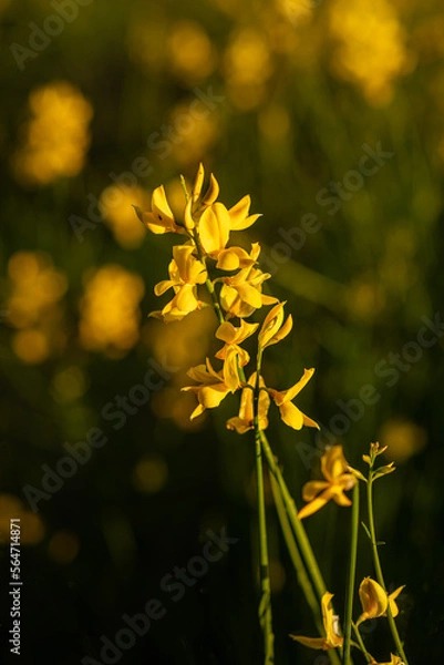 Obraz yellow flowers in spring
