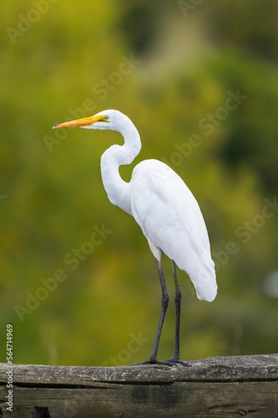Obraz great white heron