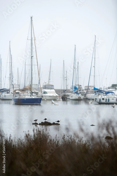 Obraz yachts in marina