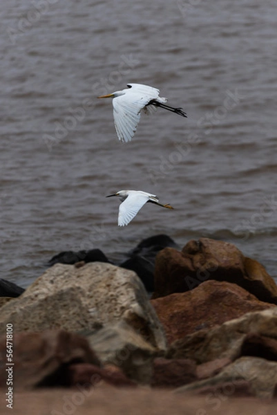 Obraz white heron in flight