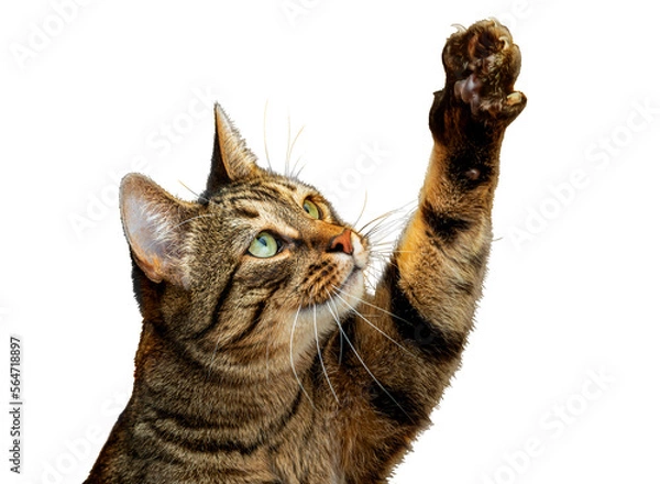 Fototapeta PNG. Cute tabby cat plays with its paw
The cat raised its paw and carefully looks at the object