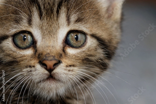 Fototapeta Tabby kitten