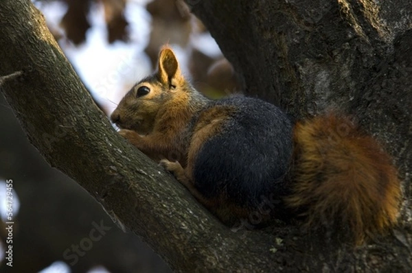 Fototapeta squirrel