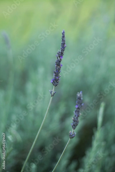 Obraz lavender in the field