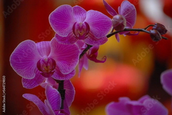 Obraz pink orchid flower