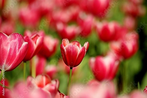 Obraz tulip
