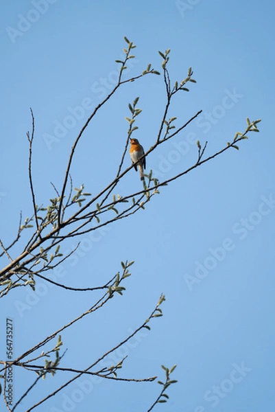 Obraz bird on a branch