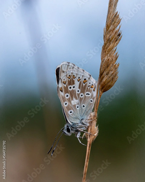 Fototapeta butterfly on a leaf