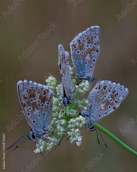 Fototapeta butterfly on a flower