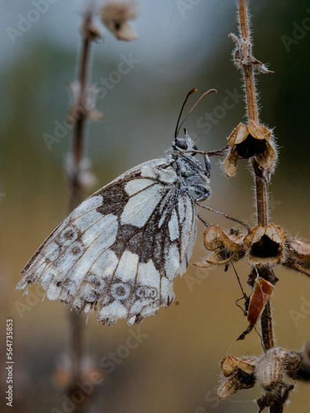 Obraz butterfly on a leaf