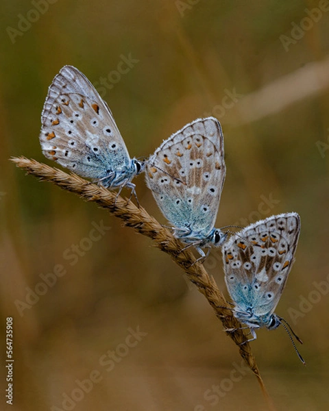 Fototapeta butterfly on a branch