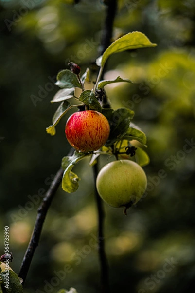 Fototapeta apples on tree