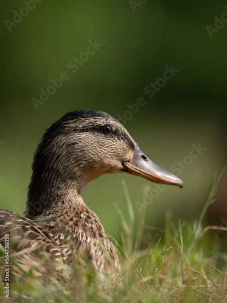 Fototapeta duck on the grass