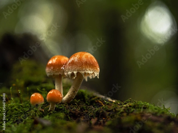 Fototapeta mushroom in the forest