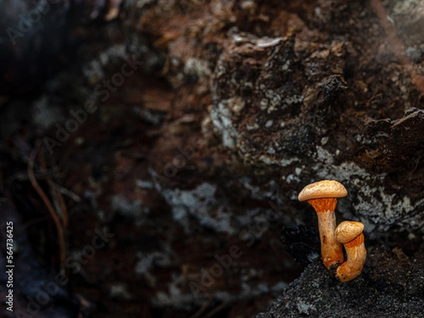 Fototapeta mushroom on a tree