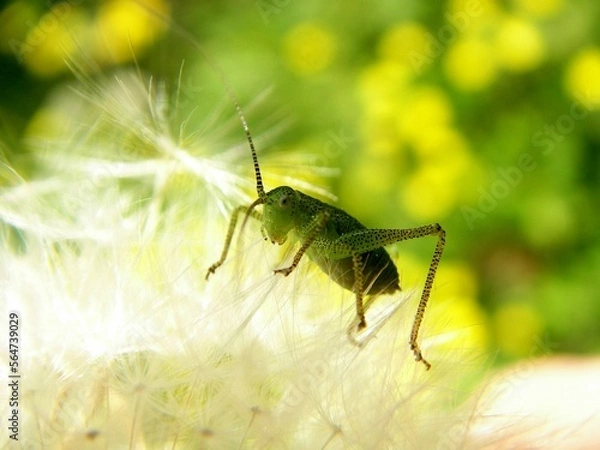 Fototapeta grasshopper