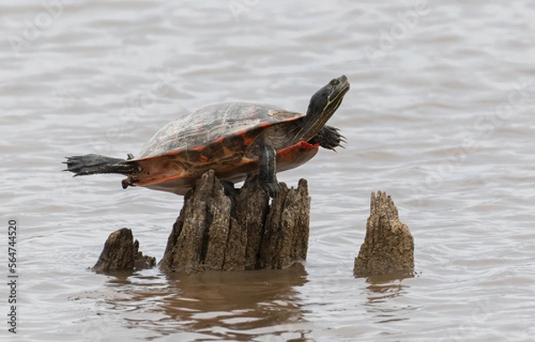 Fototapeta Balancing Act