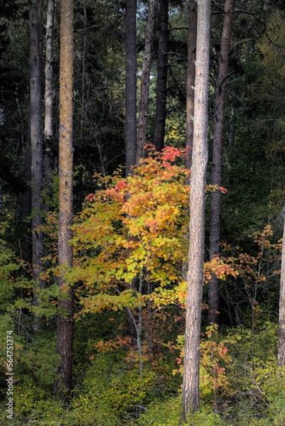 Obraz Bright tree in dark woods
