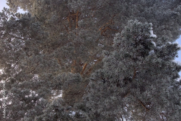 Fototapeta Pine Needles