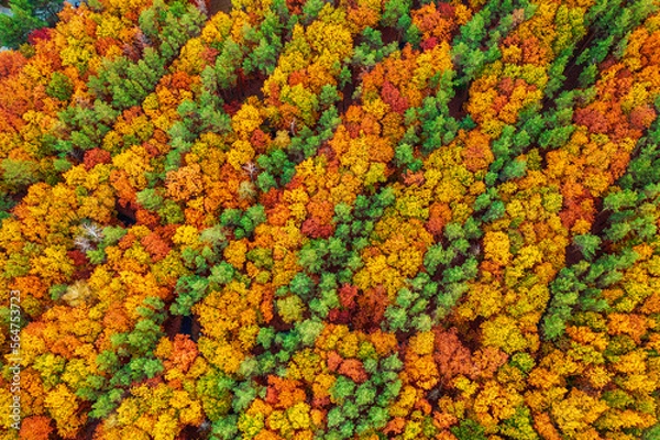 Fototapeta Autumn forest from above