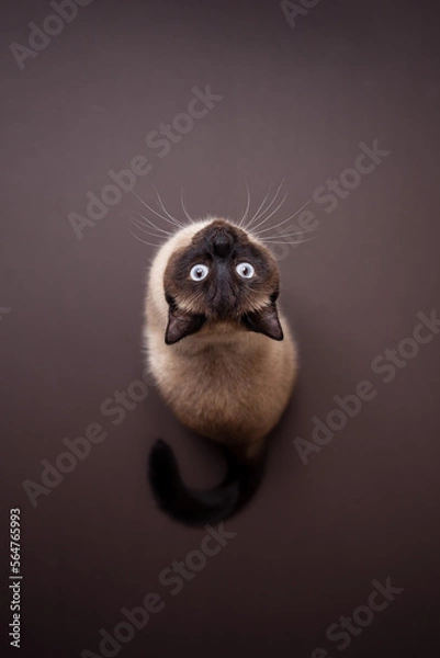 Fototapeta top view of a siamese cat sitting on brown background looking up curiously