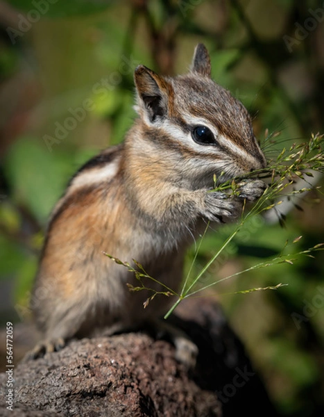 Fototapeta Chipmunk Picnic