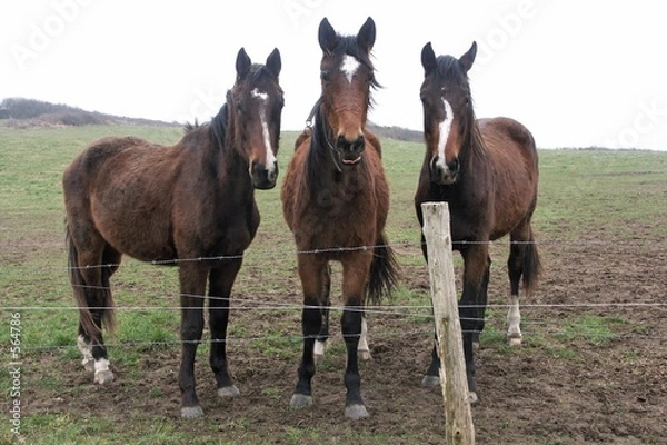 Obraz trio de cheveaux