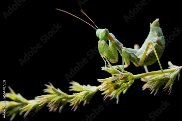 Obraz Green Praying Mantis Black Background