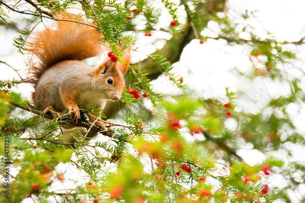 Obraz Red Squirrel on a Tree