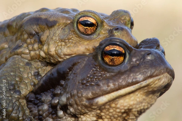 Obraz Toad amplexus mating couple portrait