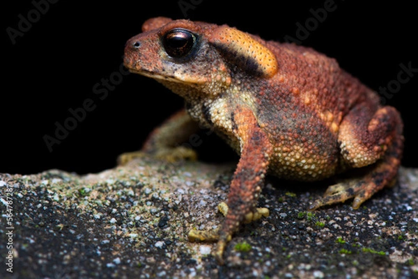 Obraz Toad on a stone