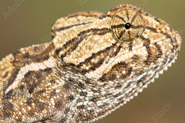 Obraz Chameleon portrait